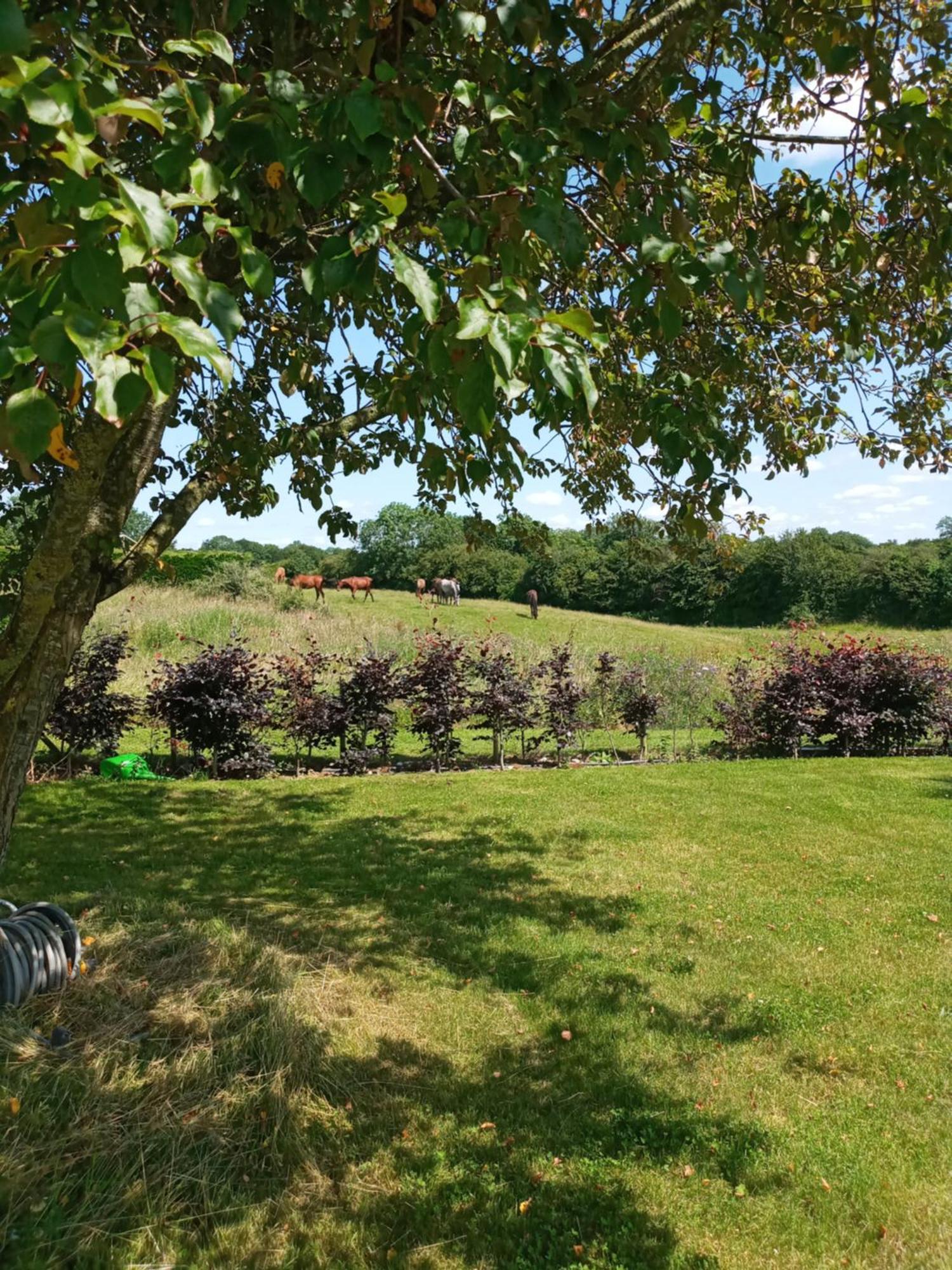 Suzies Self Catering Belmont Belmont (Offaly)